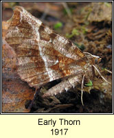 Early Thorn, Selenia dentaria