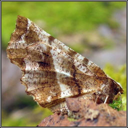 Early Thorn, Selenia dentaria