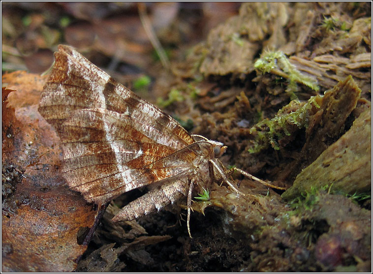 Early Thorn, Selenia dentaria