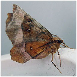 Purple Thorn, Selenia tetralunaria