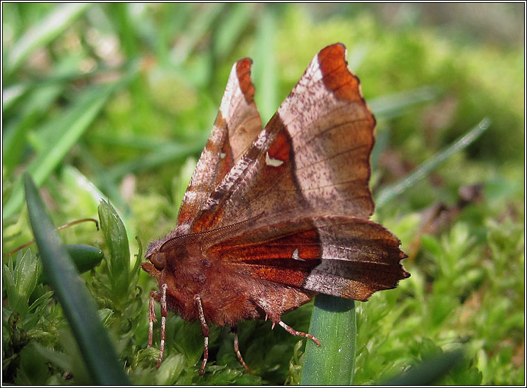 Purple Thorn, Selenia tetralunaria