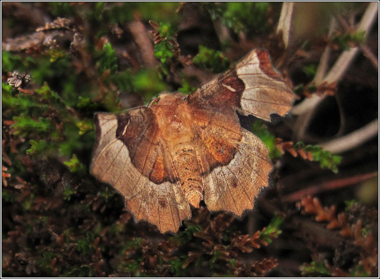 Purple Thorn, Selenia tetralunaria