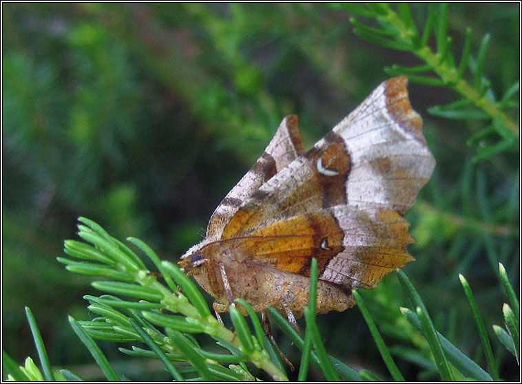 Purple Thorn, Selenia tetralunaria