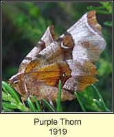 Purple Thorn, Selenia tetralunaria