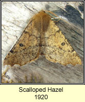 Scalloped Hazel,Odontopera bidentata