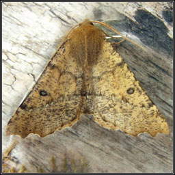 Scalloped Hazel, Odontopera bidentata