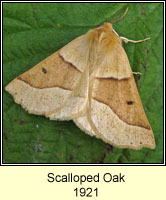 Scalloped Oak, Crocallis elinguaria