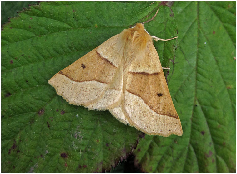 Scalloped Oak, Crocallis elinguaria