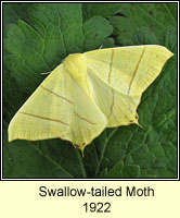 Swallow-tailed Moth, Ourapteryx sambucaria