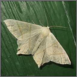 Swallow-tailed Moth, Ourapteryx sambucaria