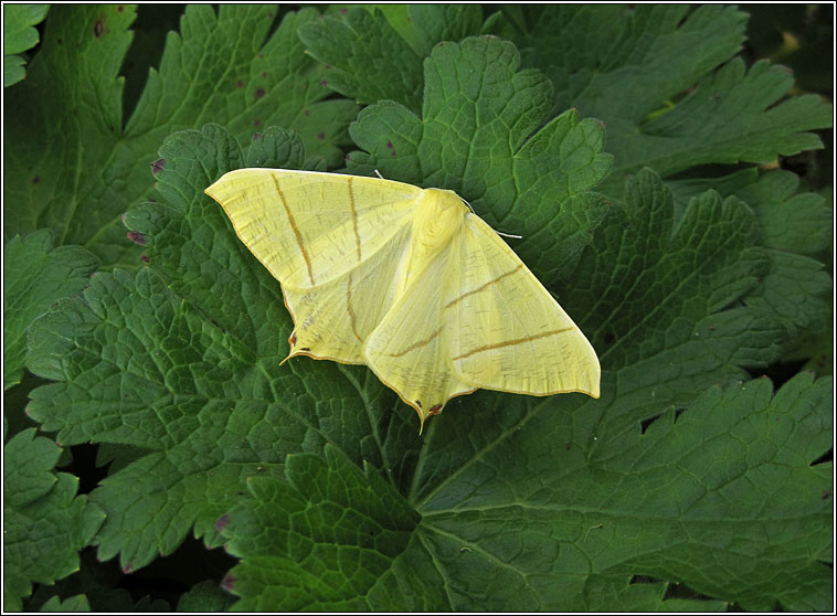 Swallow-tailed Moth, Ourapteryx sambucaria