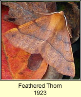 Feathered Thorn, Colotois pennaria