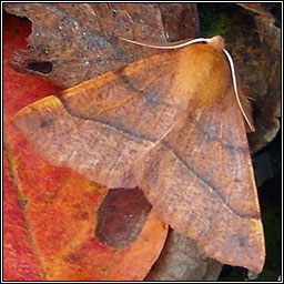 Feathered Thorn, Colotois pennaria