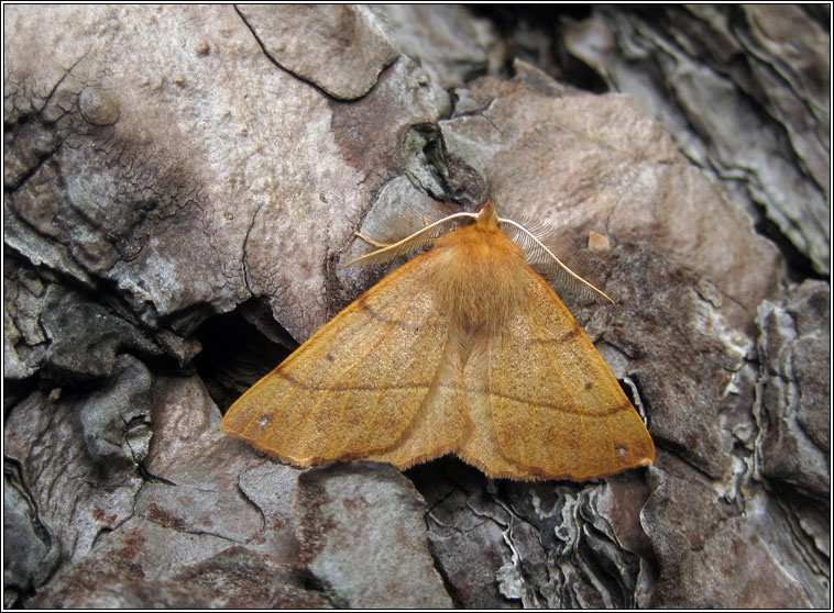 Feathered Thorn, Colotois pennaria