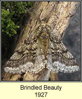 Brindled Beauty, Lycia hirtaria