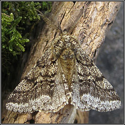 Brindled Beauty, Lycia hirtaria