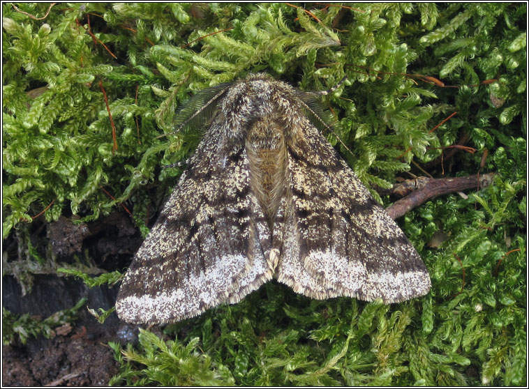 Brindled Beauty, Lycia hirtaria