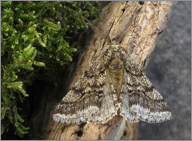 Brindled Beauty, Lycia hirtaria