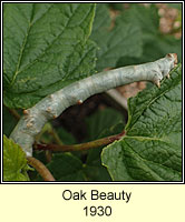 Oak Beauty, Biston strataria