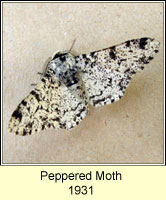 Peppered Moth, Biston betularia