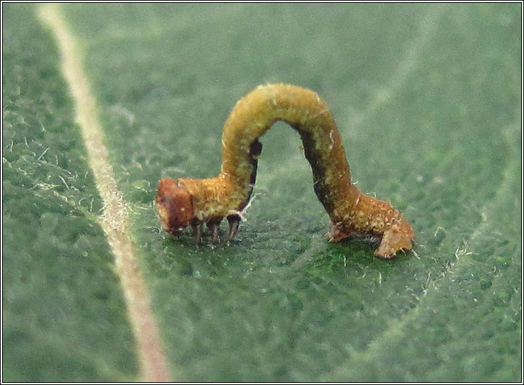 Peppered Moth, Biston betularia