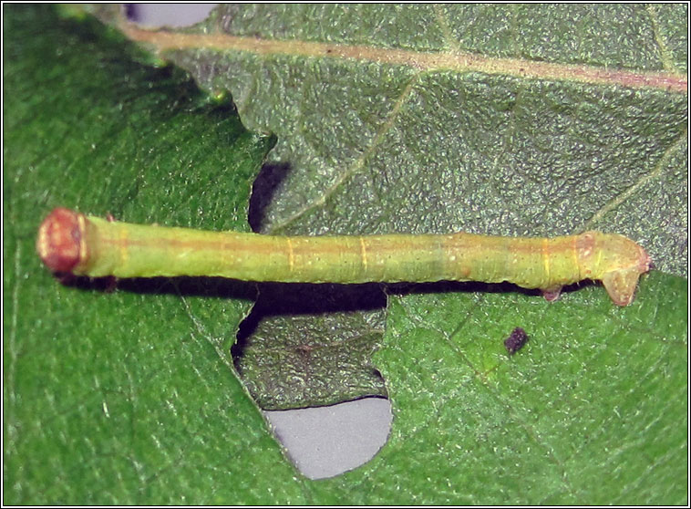 Peppered Moth, Biston betularia