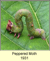 Peppered Moth, Biston betularia