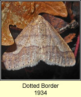 Dotted Border, Agriopis marginaria