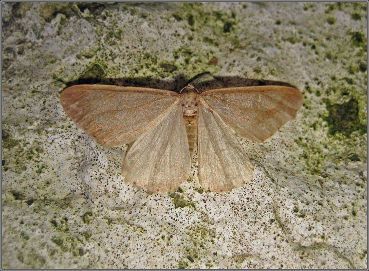 Dotted Border, Agriopis marginaria