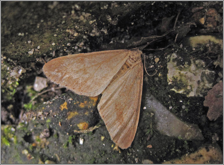 Dotted Border, Agriopis marginaria