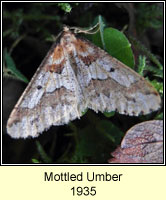 Mottled Umber, Erannis defoliaria