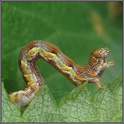 Mottled Umber, Erannis defoliaria