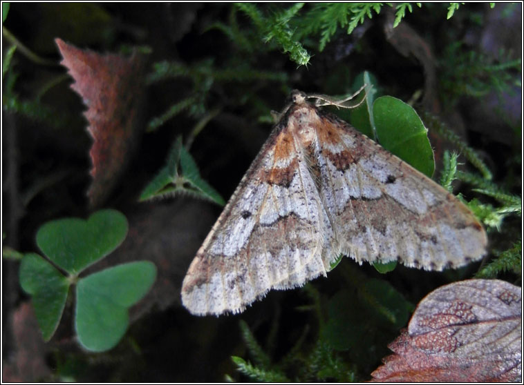 Mottled Umber, Erannis defoliaria