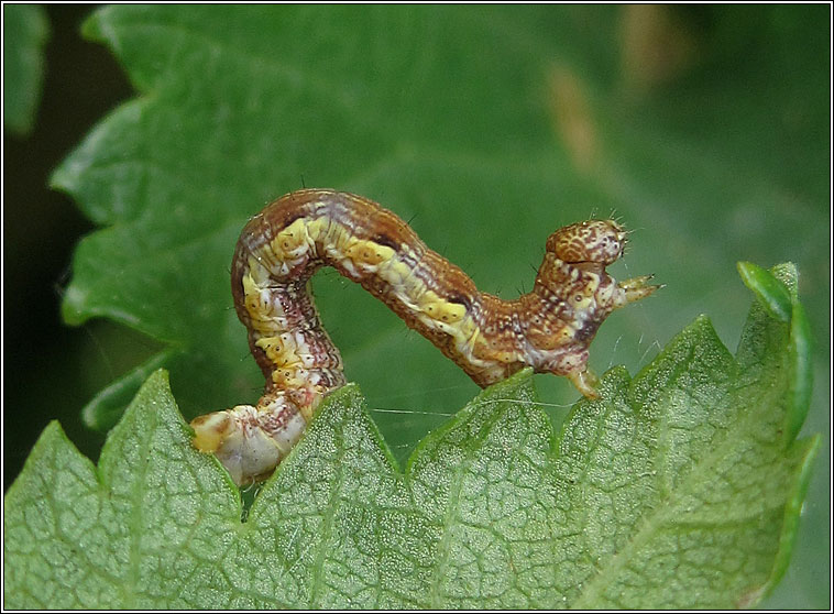 Mottled Umber, Erannis defoliaria