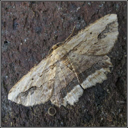 Waved Umber, Menophra abruptaria