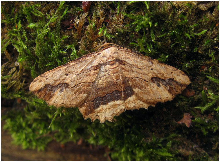 Waved Umber, Menophra abruptaria