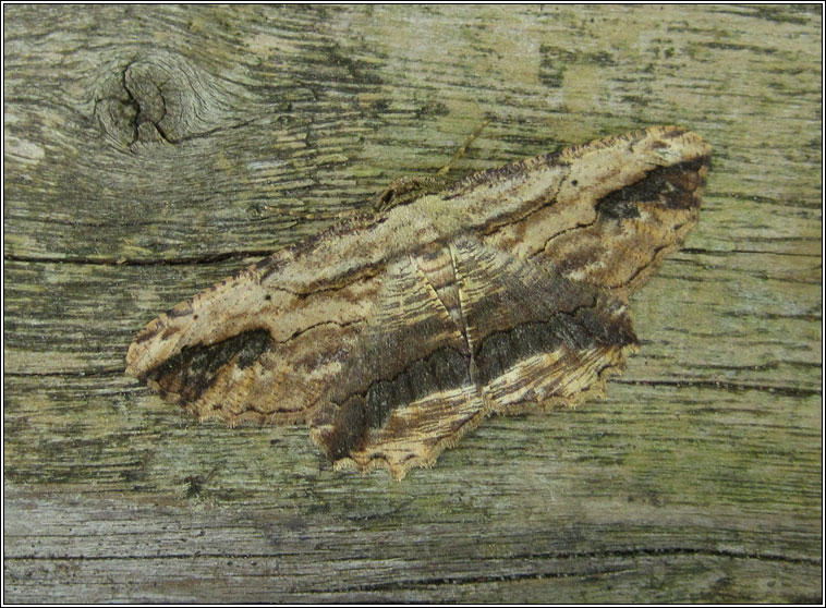 Waved Umber, Menophra abruptaria