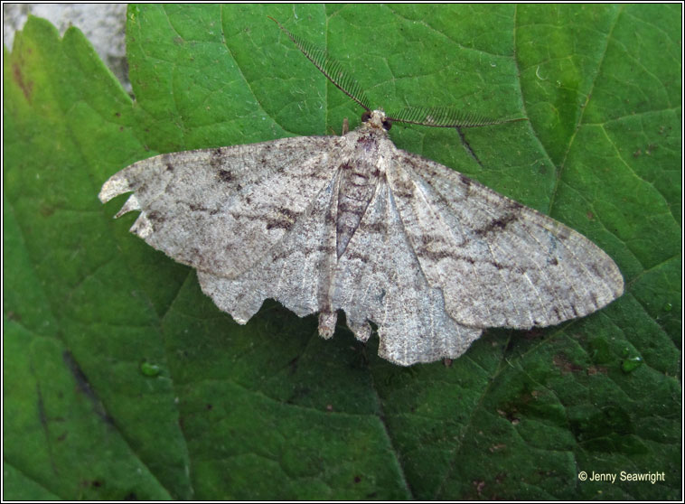 Willow Beauty, Peribatodes rhomboidaria