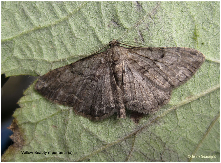 Willow Beauty, Peribatodes rhomboidaria