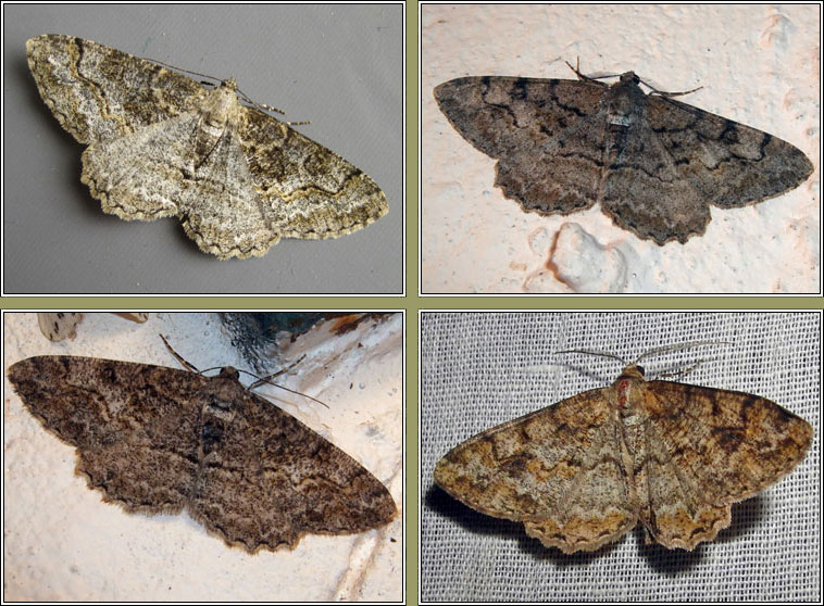 Mottled Beauty, Alcis repandata