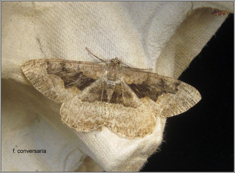 Mottled Beauty, Alcis repandata