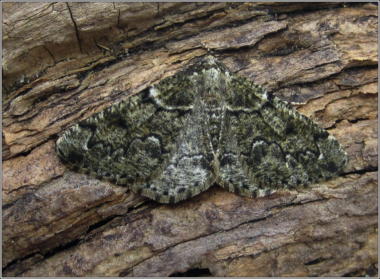 Brussels Lace, Cleorodes lichenaria