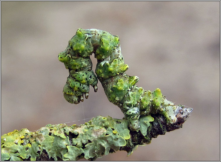 Brussels Lace, Cleorodes lichenaria