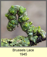 Brussels Lace, Cleorodes lichenaria