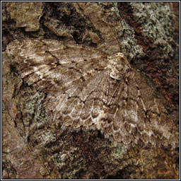 Engrailed, Ectropis crepuscularia