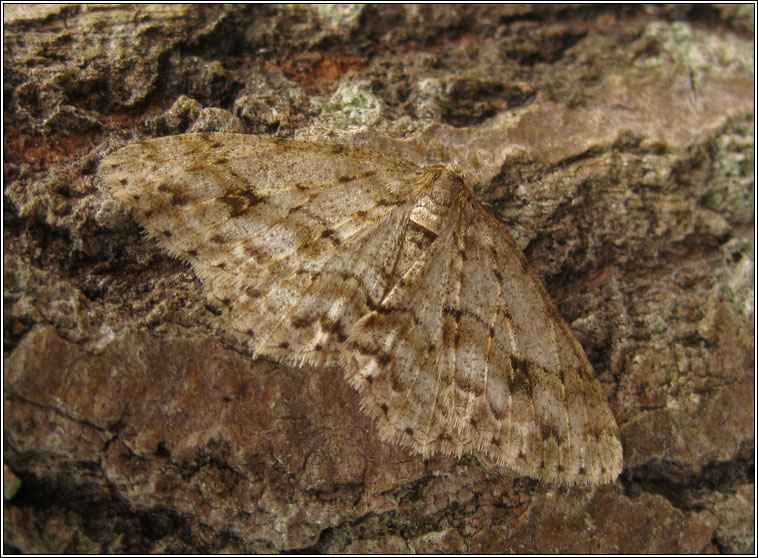 Engrailed, Ectropis crepuscularia