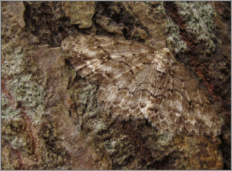 Engrailed, Ectropis crepuscularia