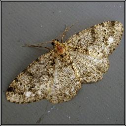 Brindled White-spot, Parectropis similaria