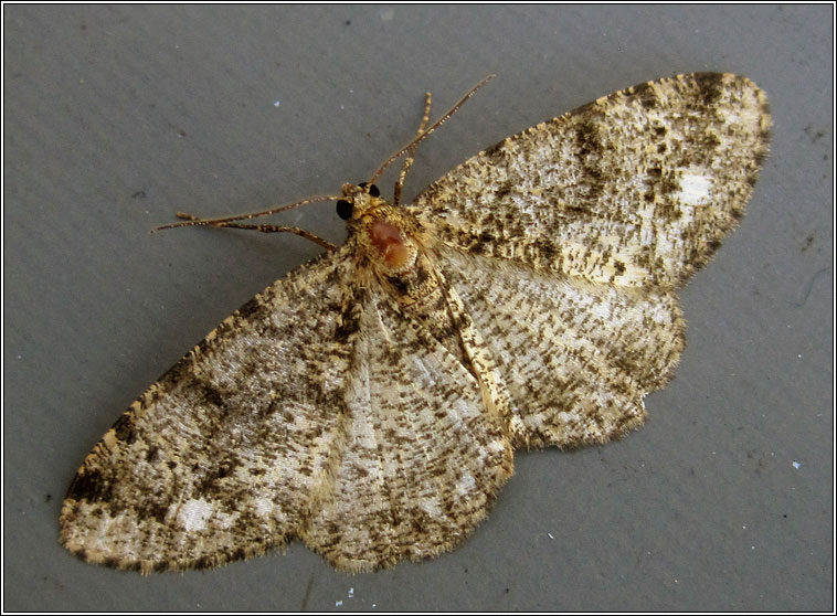 Brindled White-spot, Parectropis similaria