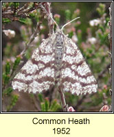 Common Heath, Ematurga atomaria